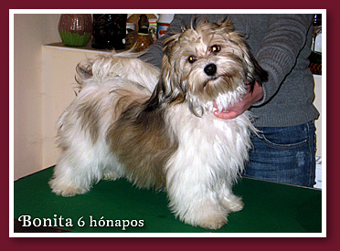 onita 6,5 hónaposan havanese lány kutya