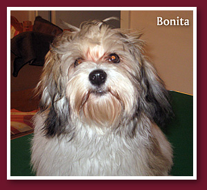 Bonita 13 hónaposan,  havanese lány kutya