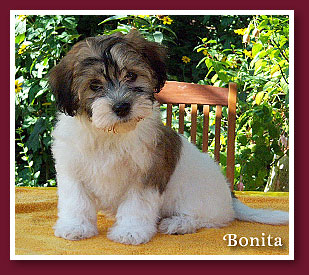 Bonita at 9 weeks old