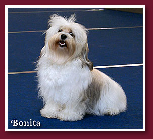 Bonita at 13 months old (Oberwart CACIB dog show)