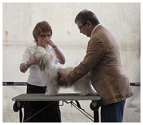 Bonita - Székesfehérvár CACIB Dog Show